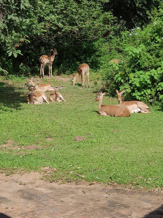Kruger Park Lodge Unit No. 277 Hazyview Exteriör bild